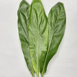 訳ありティリーフ　沖縄産　100枚セット